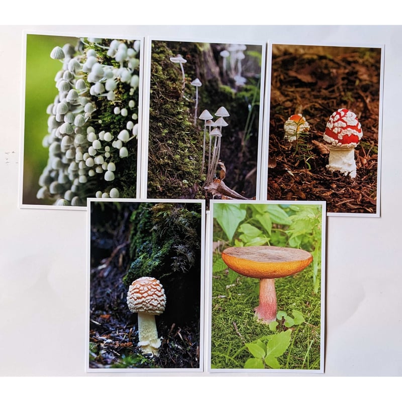きのこポストカードセットB：鈴木安一郎 | nowaki
