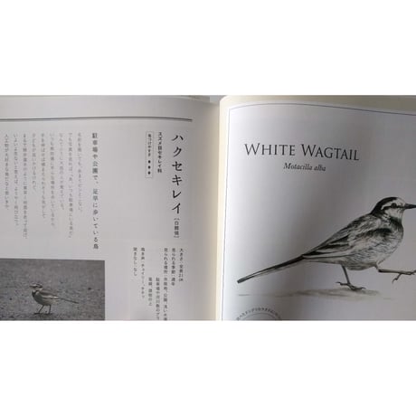 『貝殻の名前』・『野鳥の名前』