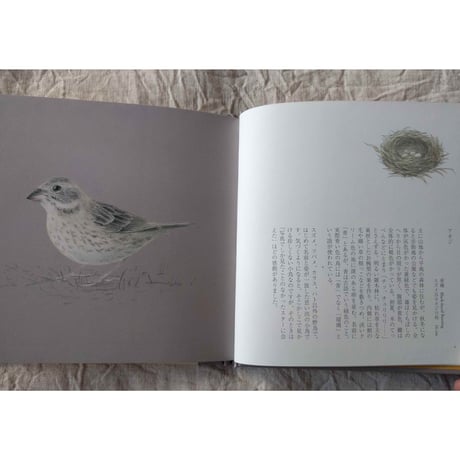 『小鳥ならば』（ユカワアツコ）
