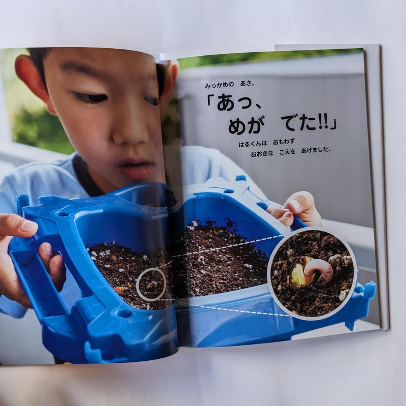 あさがおとはるくん』（キッチンミノル） ＊サイン入り | nowaki