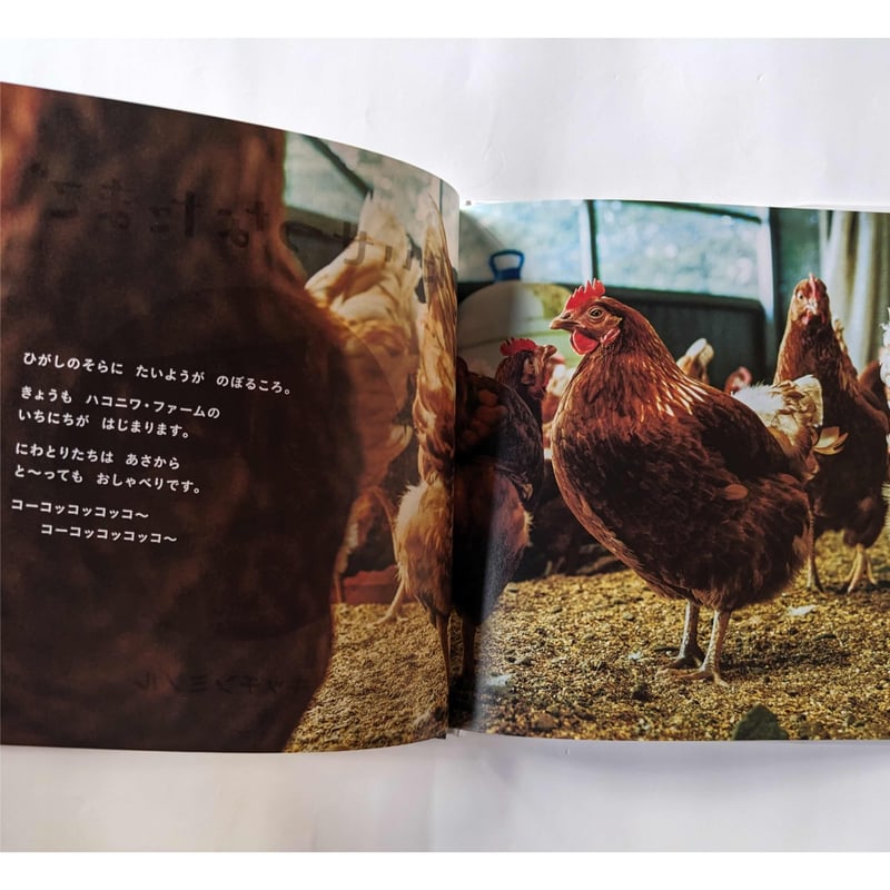 たいせつなたまご』（キッチンミノル） ＊サイン入り | nowaki