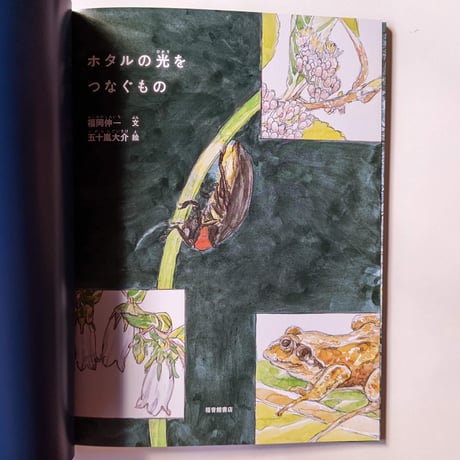 たくさんのふしぎ『ホタルの光をつなぐもの』（福岡伸一文・五十嵐大介絵）