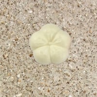 最中皮・小梅・白　(２０枚入り)