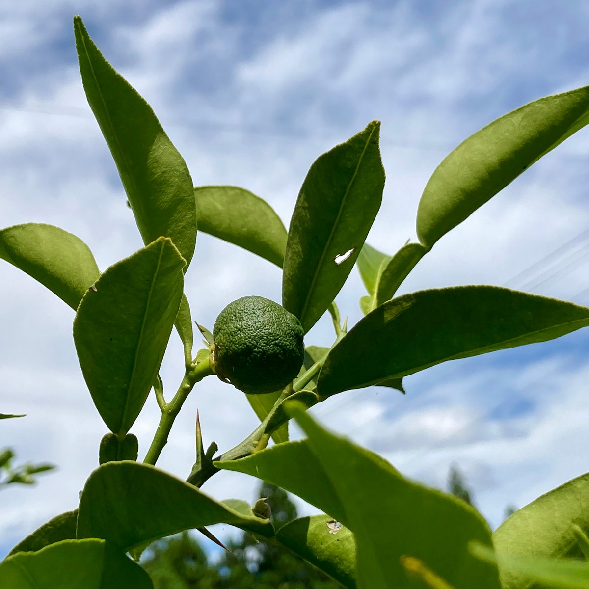 あ～ちゃん様　確認ページ　柚子の葉　無農薬
確認用ページ あ～ちゃん様 確認ページ 柚子の葉 無農薬 確認用ページ あ～ちゃん様