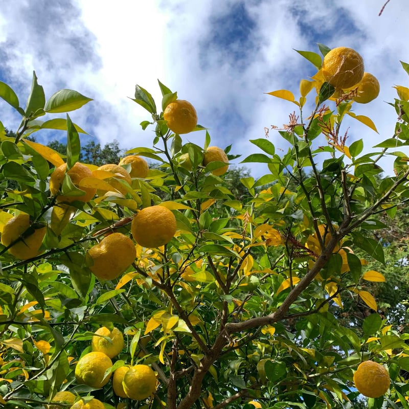 自然栽培 川根本柚子の完熟柚子 有機JAS 1kg | 自園自製 有機 天空の
