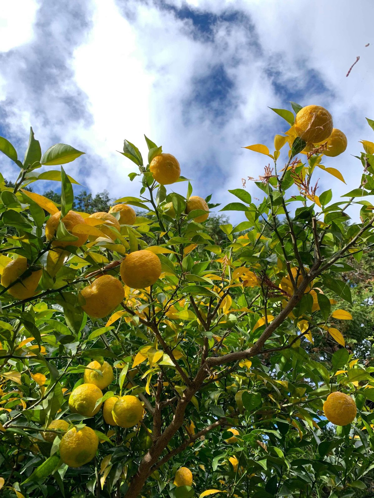 自然栽培 川根本柚子の完熟柚子 有機JAS 1kg | 自園自製 有機