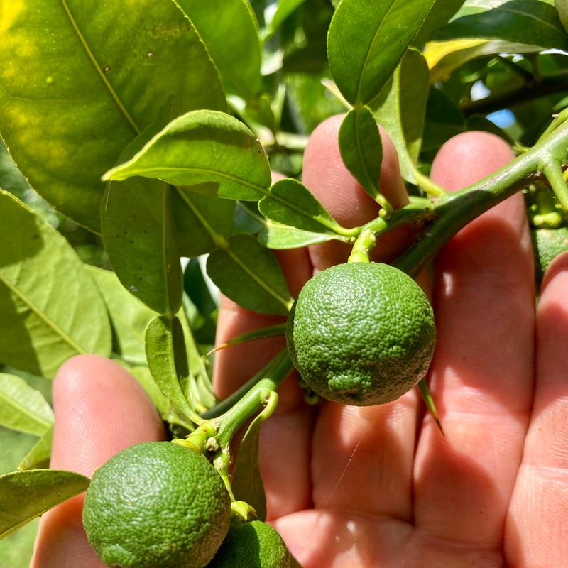 ⏰7/14 0:00〜8/8 23:59限定で感謝割】【クール便】自然栽培 川