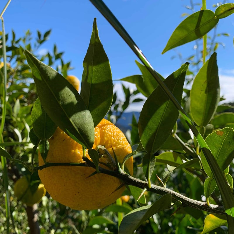 自然栽培 川根本柚子の完熟柚子 有機JAS 1kg | 自園自製 有機 天空の