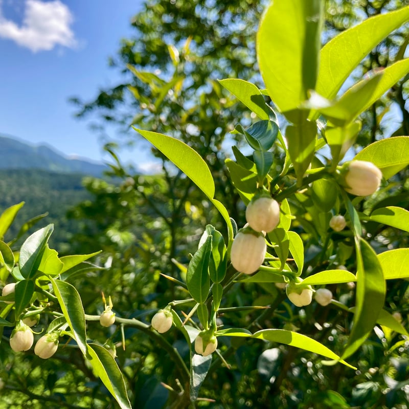 クール便】【スペシャルセット】自然栽培 川根本柚子の青柚子 有機JAS