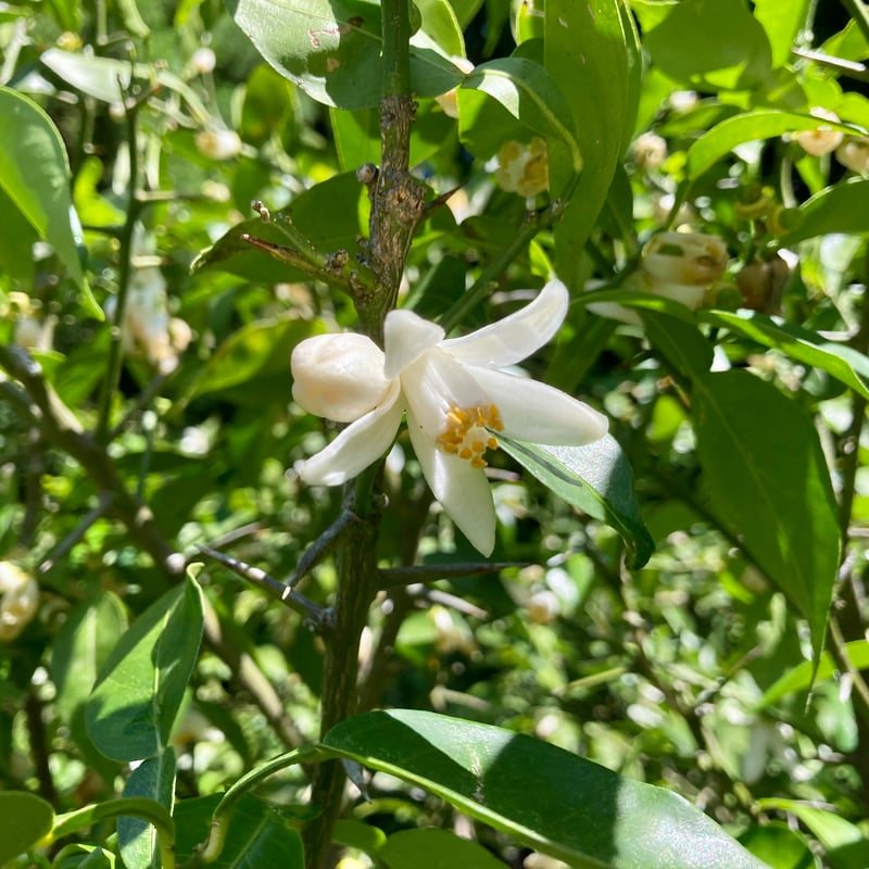 クール便】自然栽培 川根本柚子の青柚子 有機JAS 5kg | 自園自製 有機