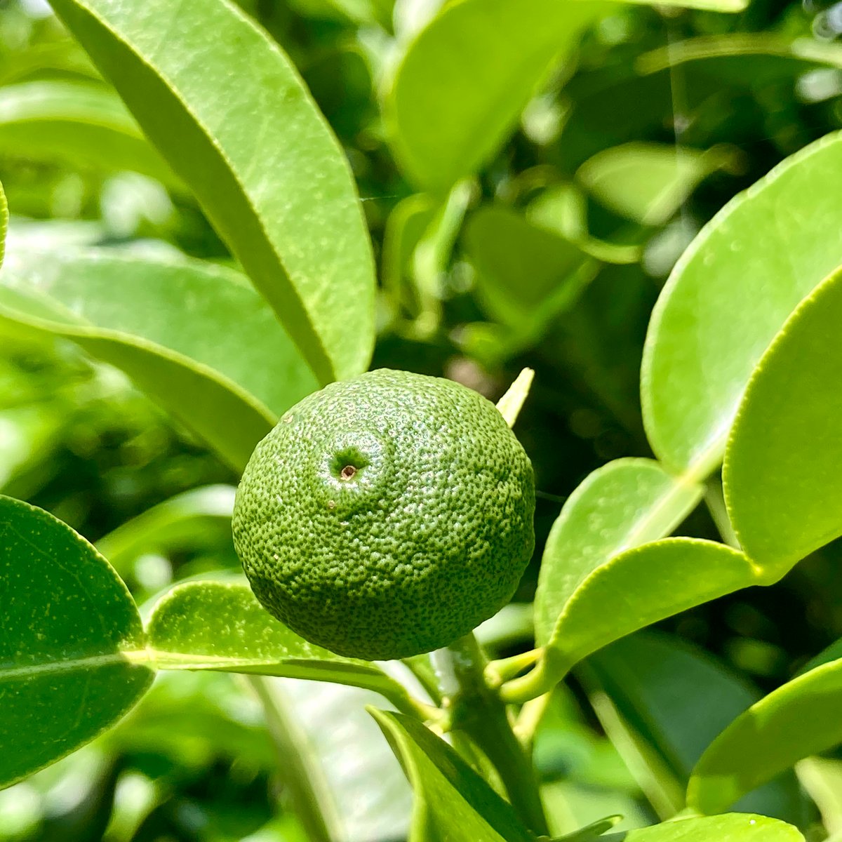 クール便】自然栽培 川根本柚子の青柚子 有機JAS 1kg | 自園自製 有機