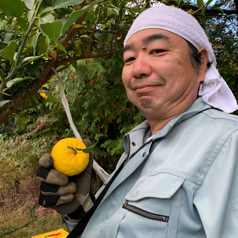 自然栽培 川根本柚子の完熟柚子 有機JAS 1kg | 自園自製 有機 天空の