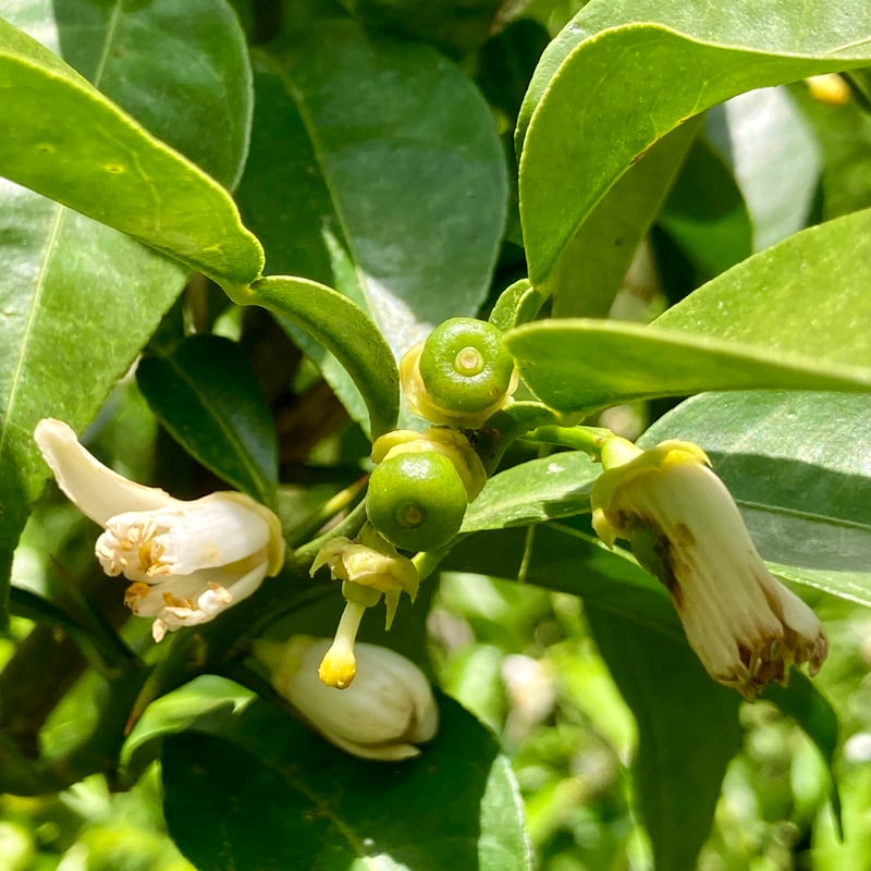 クール便】自然栽培 川根本柚子の青柚子 有機JAS 1kg | 自園自製 有機