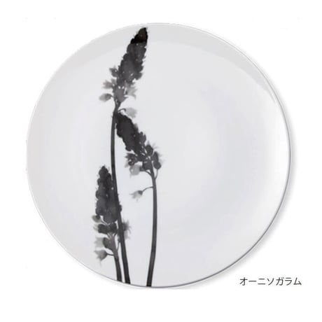 緒方 環 hakuji / 大皿