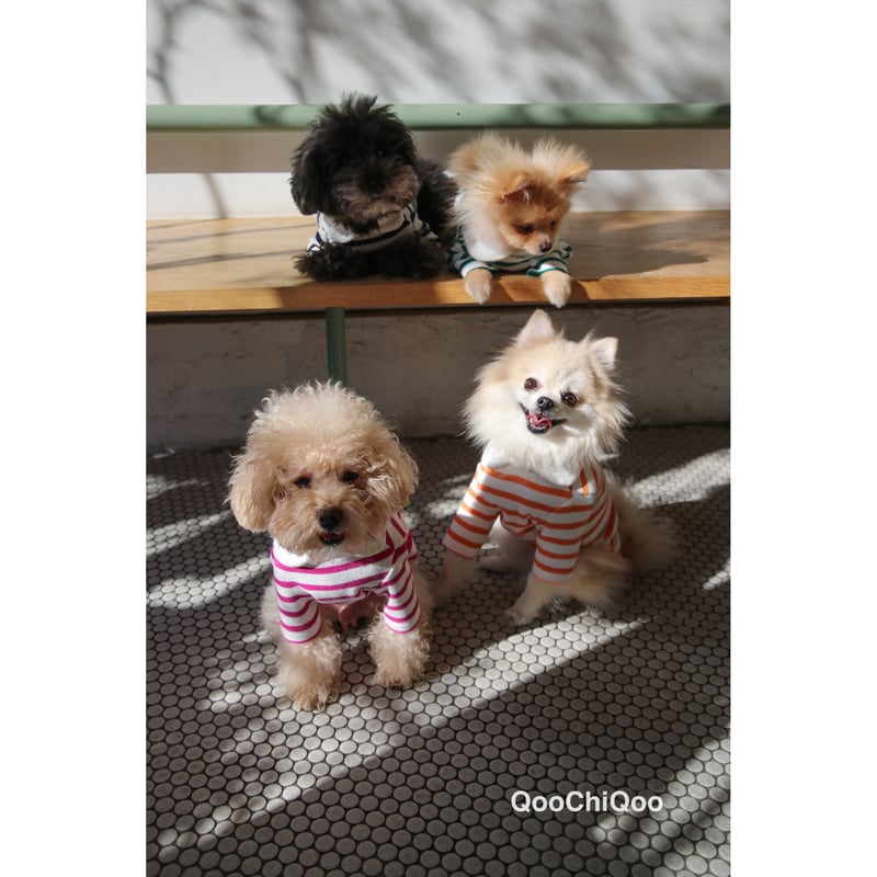 ラウンド襟ストライプ<ピンク> | Qoo Chi Qoo