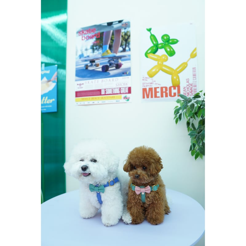 アラン&アロ•コラボ】リボンハーネス(ミントグリーンとベイビーピンク