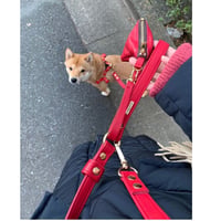 3wayリード(レッド)