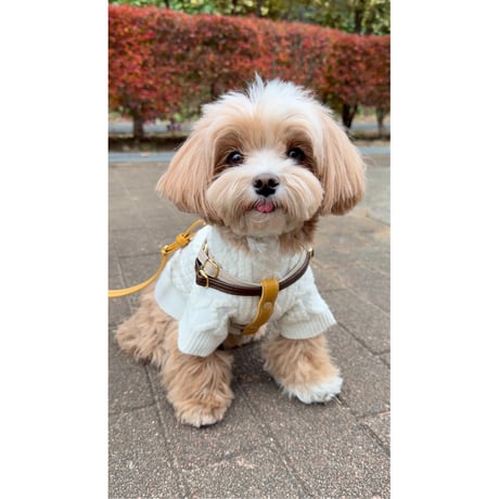 CATEGORY ハーネス | Qoo Chi Qoo