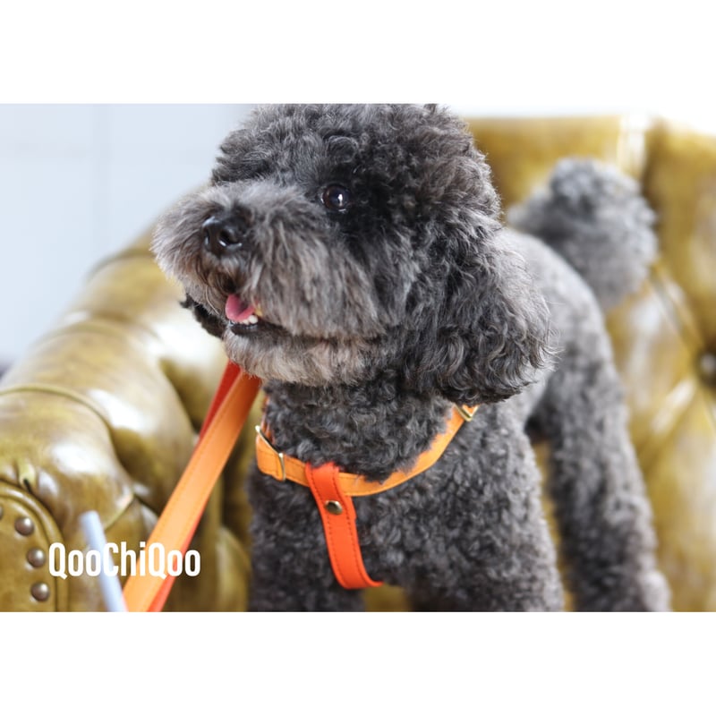 犬用リード＆ハーネス2点セット　Black革orange系マルチドット ハーネス リード 2点セット 犬用 猫用 小型犬 ペット用品 胴輪
