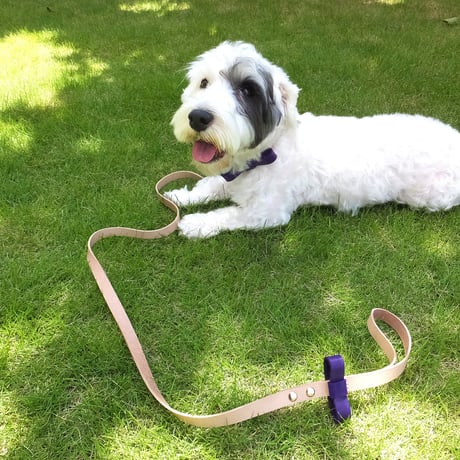 Purple Ribbon Collar&Lead