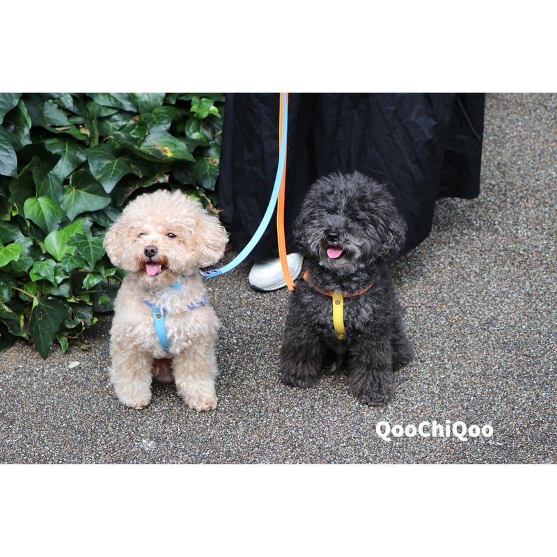 マルチカラーハーネス(ラベンダー&スカイブルー) | Qoo Chi Qoo