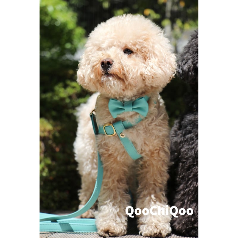 ハーネス(ミントグリーン) | Qoo Chi Qoo