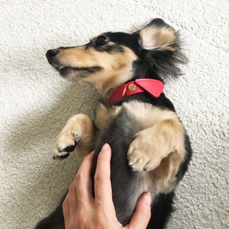 Red collar&lead set