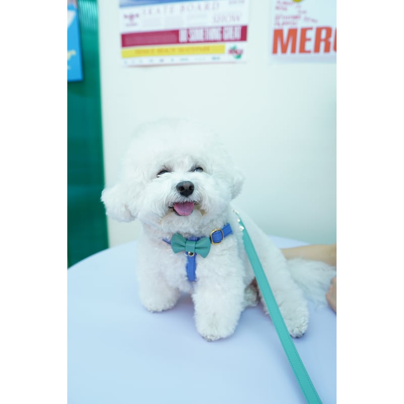 アラン&アロ•コラボ】リボンハーネス(ラベンダーとミントグリーン