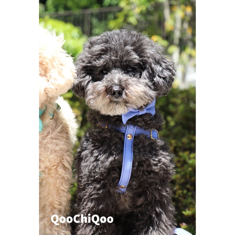 ハーネス(ラベンダー) | Qoo Chi Qoo