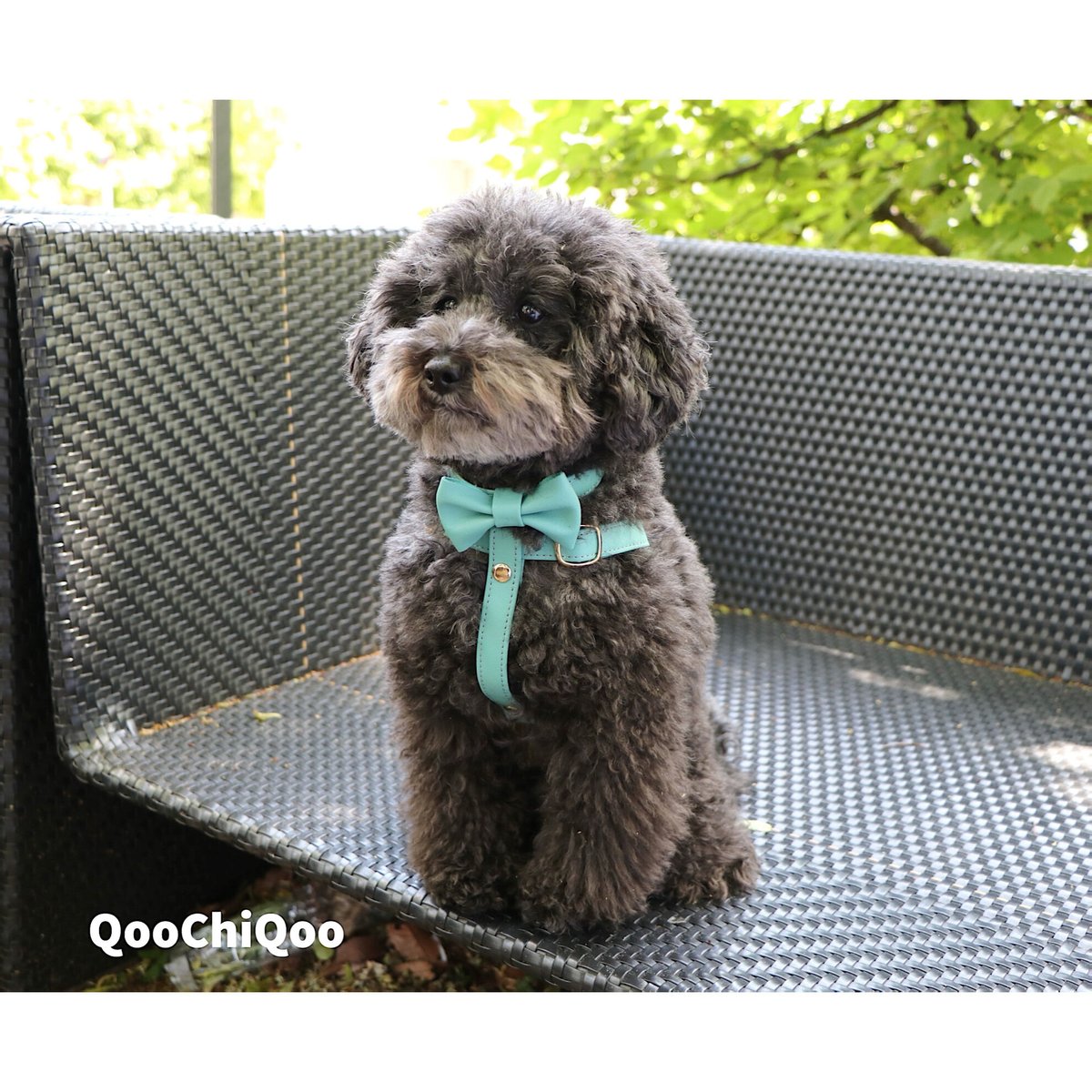 ハーネス(ミントグリーン) | Qoo Chi Qoo