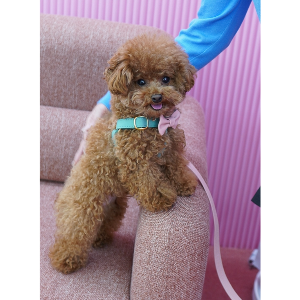 アラン&アロ•コラボ】リボンハーネス(ミントグリーンとベイビーピンク