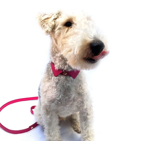 Pink Collar&Lead