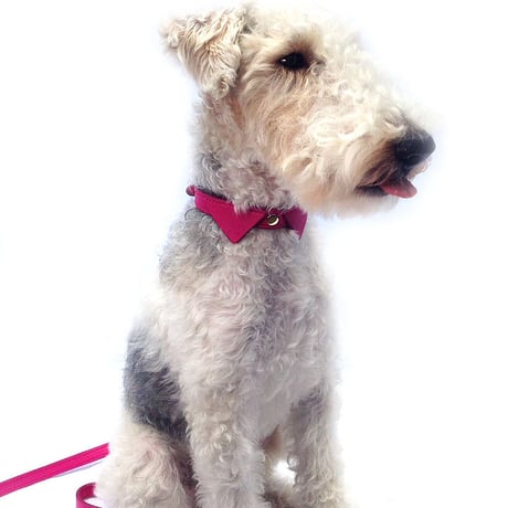 Pink Collar&Lead