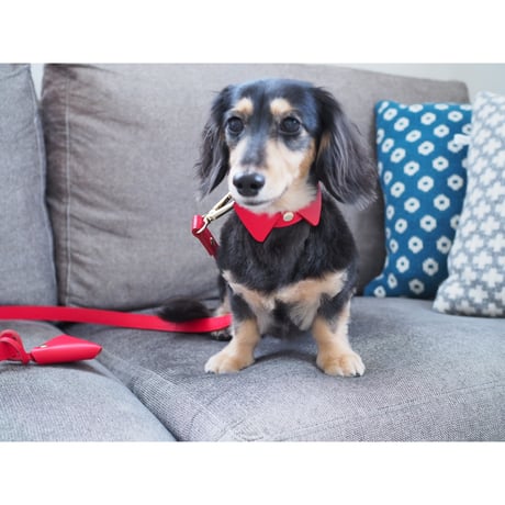 Red collar&lead set