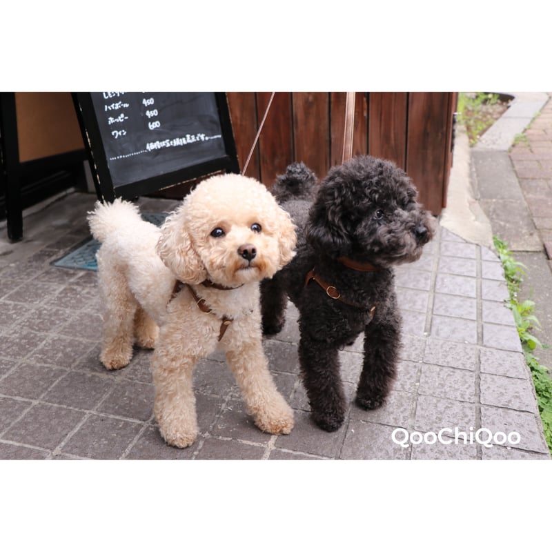 ilfelino イルフェリーノ ハーネス ハーフレギンス フリーサイズ ilfelino イルフェリーノ ハーネス ハーフレギンス フリーサイズ