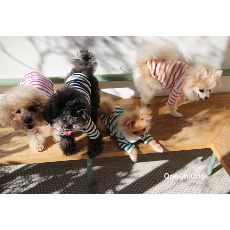 犬服 ストライプ柄 レース襟 クラシック　　男の子用 Amazon | Etopfashion ペット服 ズボン＆長袖 コットン 犬の服