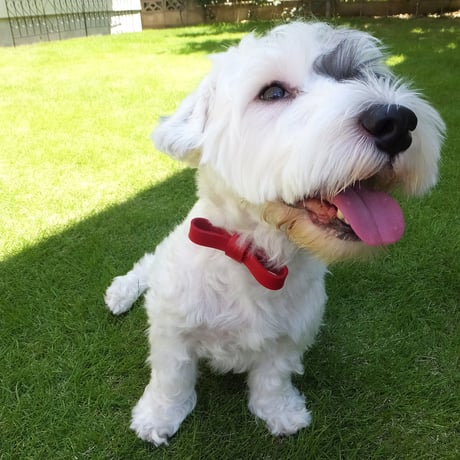 Red Ribbon Collar&Lead
