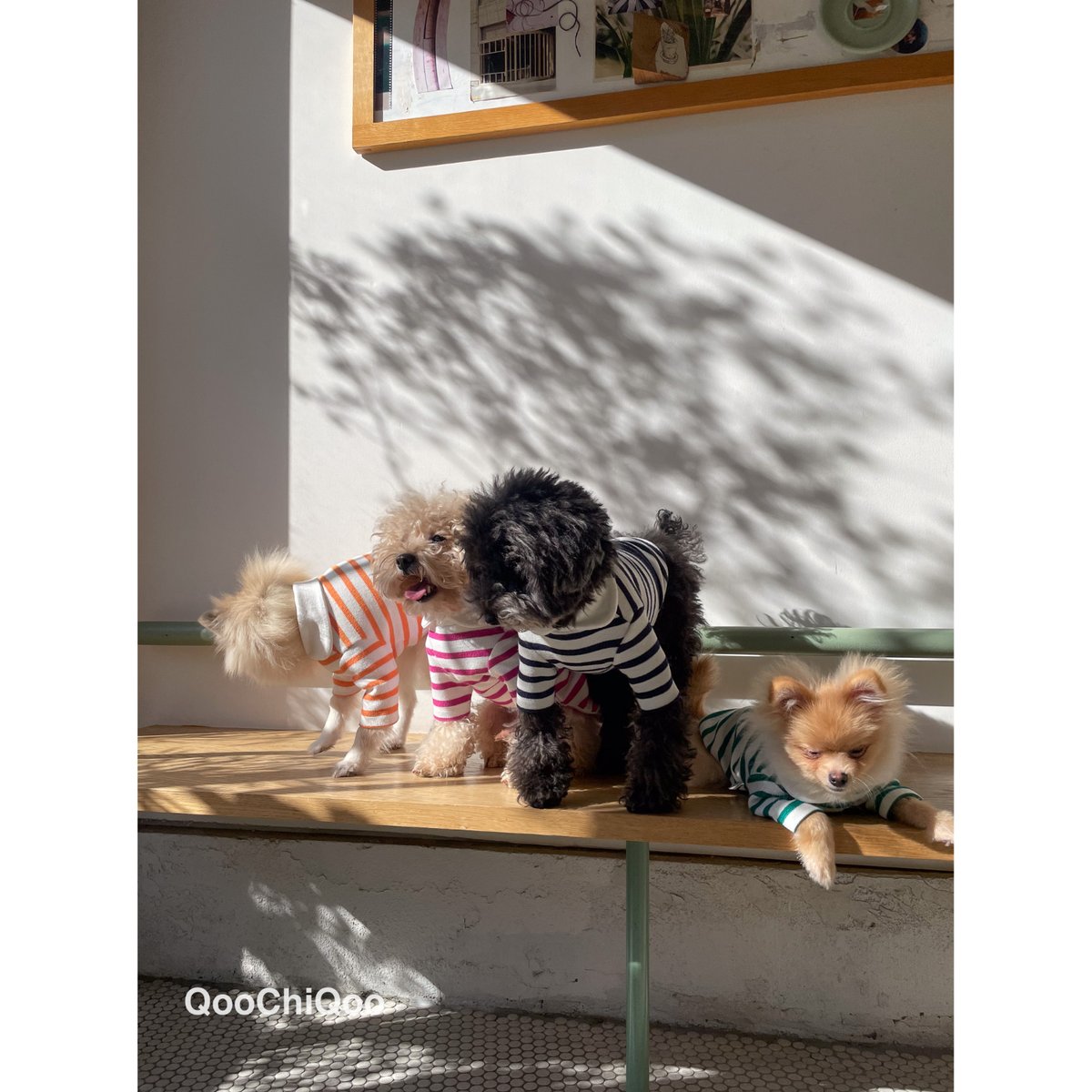 Fifi & Romeo 犬用ニットウェア ストライプ⭐︎S TOMMY HILFIGER（トミーヒルフィガー）ストライプロゴプリントTシャツ