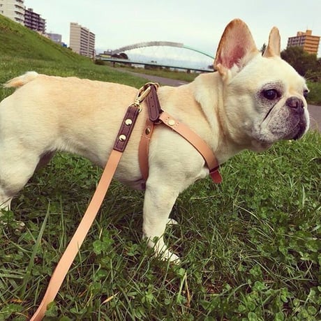 Brown Harness