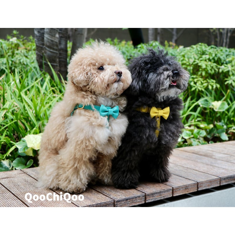 リボンハーネス（ミントグリーン) | Qoo Chi Qoo