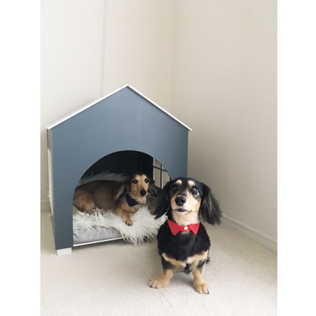 Red collar&lead set