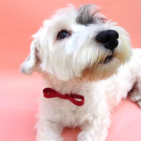 Red Ribbon Collar&Lead