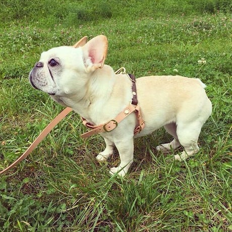 Brown Harness