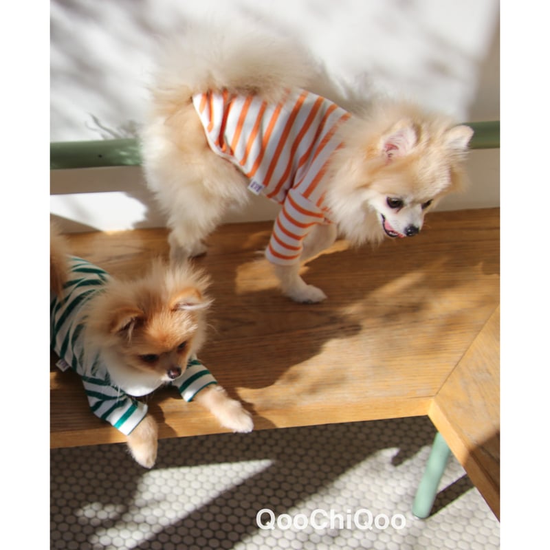 Fifi & Romeo 犬用ニットウェア ストライプ⭐︎S ラウンド襟ストライプ<オレンジ> | Qoo Chi Qoo