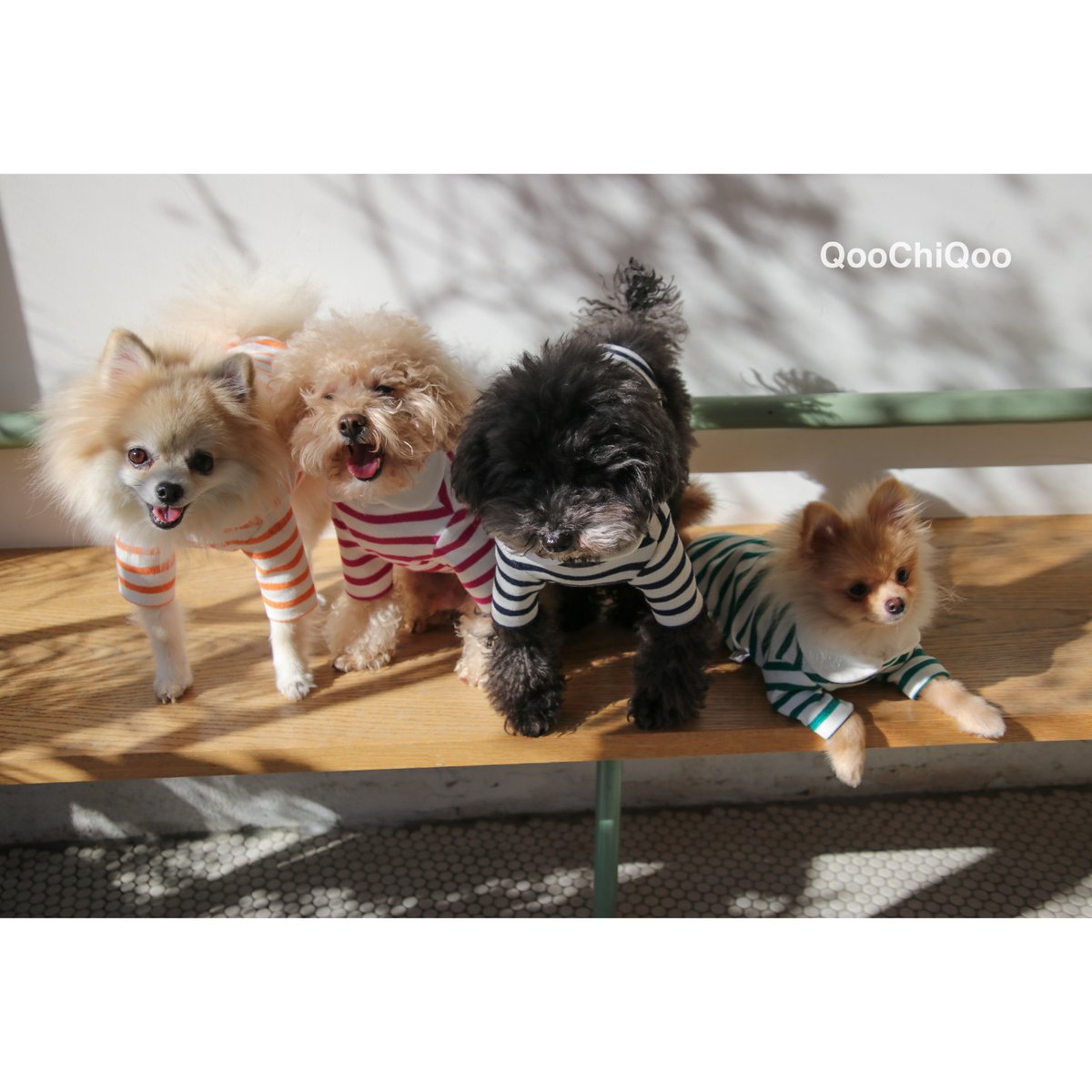 G-G ストライプ犬服 C'est si bon. G-G ストライプ犬服 C'est si bon.