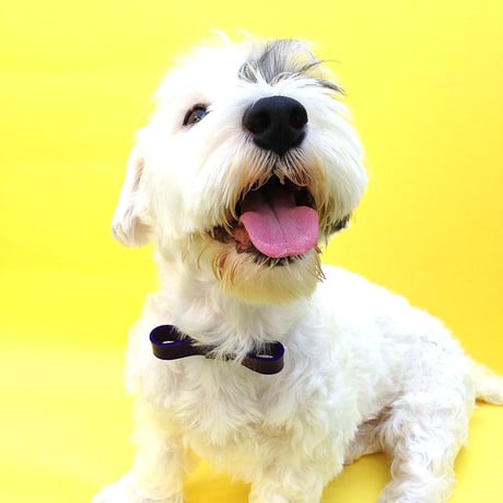 Purple Ribbon Collar&Lead