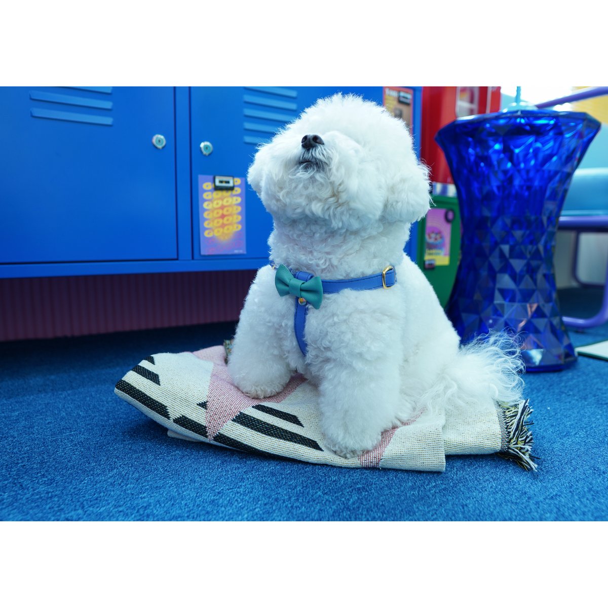 アラン&アロ•コラボ】リボンハーネス(ラベンダーとミントグリーン