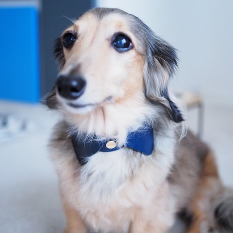 Navy collar&lead set
