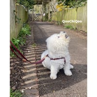ハーネス(ワイン)