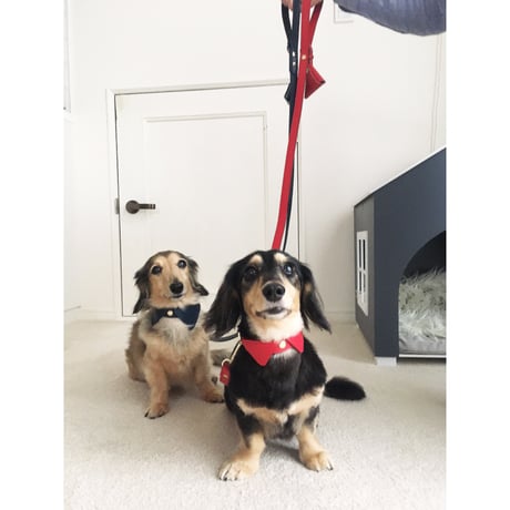 Red collar&lead set